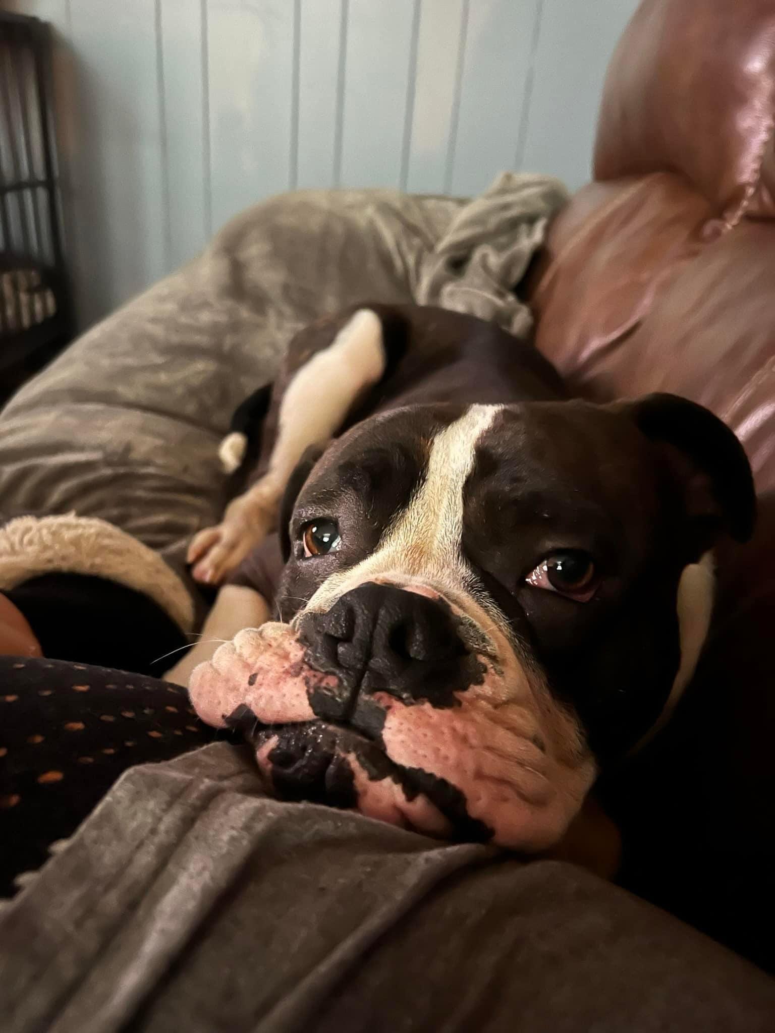 Drago - FOSTER OR ADOPT ME!!, a Adoptable Boxer in Shakopee, MN image 1/5