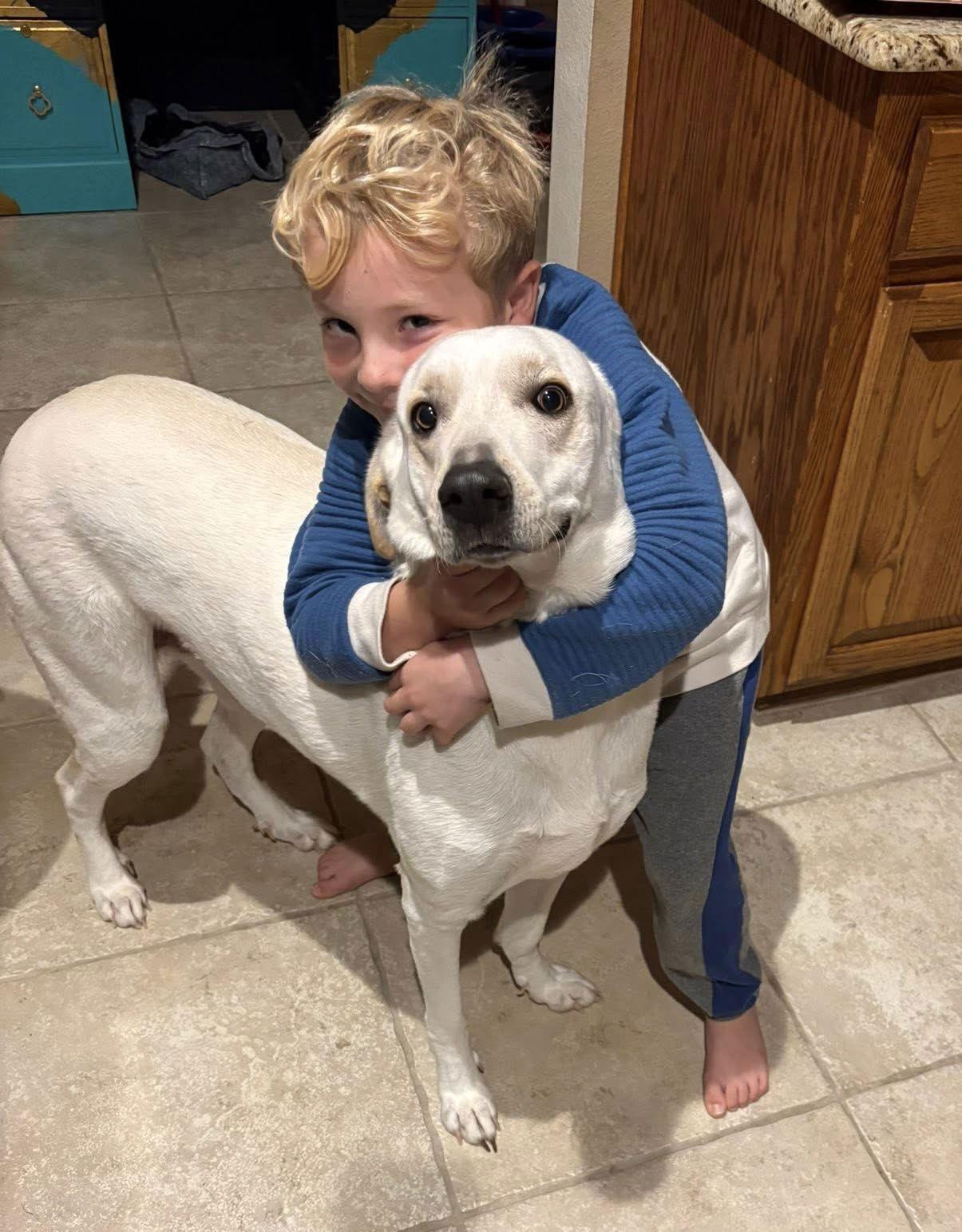 Tofu, a Adopted Anatolian Shepherd in Rockwall, TX image 2/3