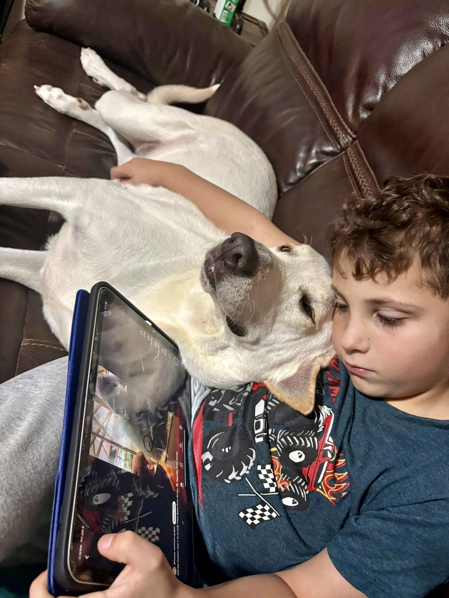 Tofu, a Adopted Anatolian Shepherd in Rockwall, TX image 3/3