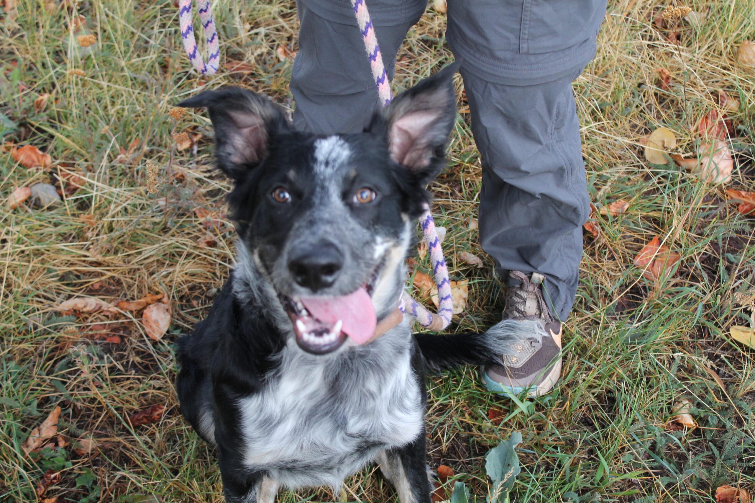 Enlarge Bingo, a Adoptable mixed breed in McCall, ID image 1/2
