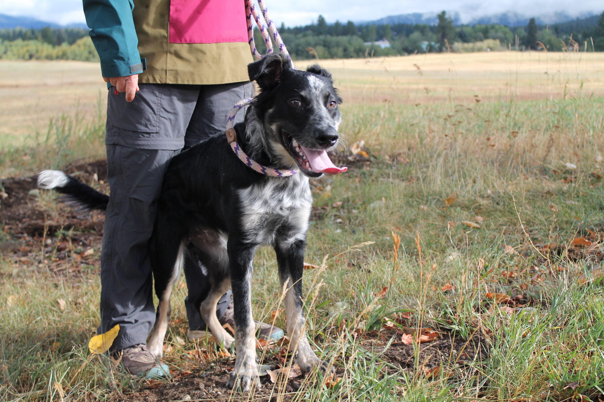 Enlarge Bingo, a Adoptable mixed breed in McCall, ID image 2/2