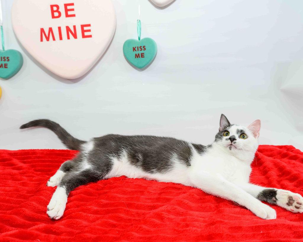 Enlarge Rumble - FINISHED FIP Treatment!, a Adoptable Domestic Short Hair in Jefferson, LA image 3/6