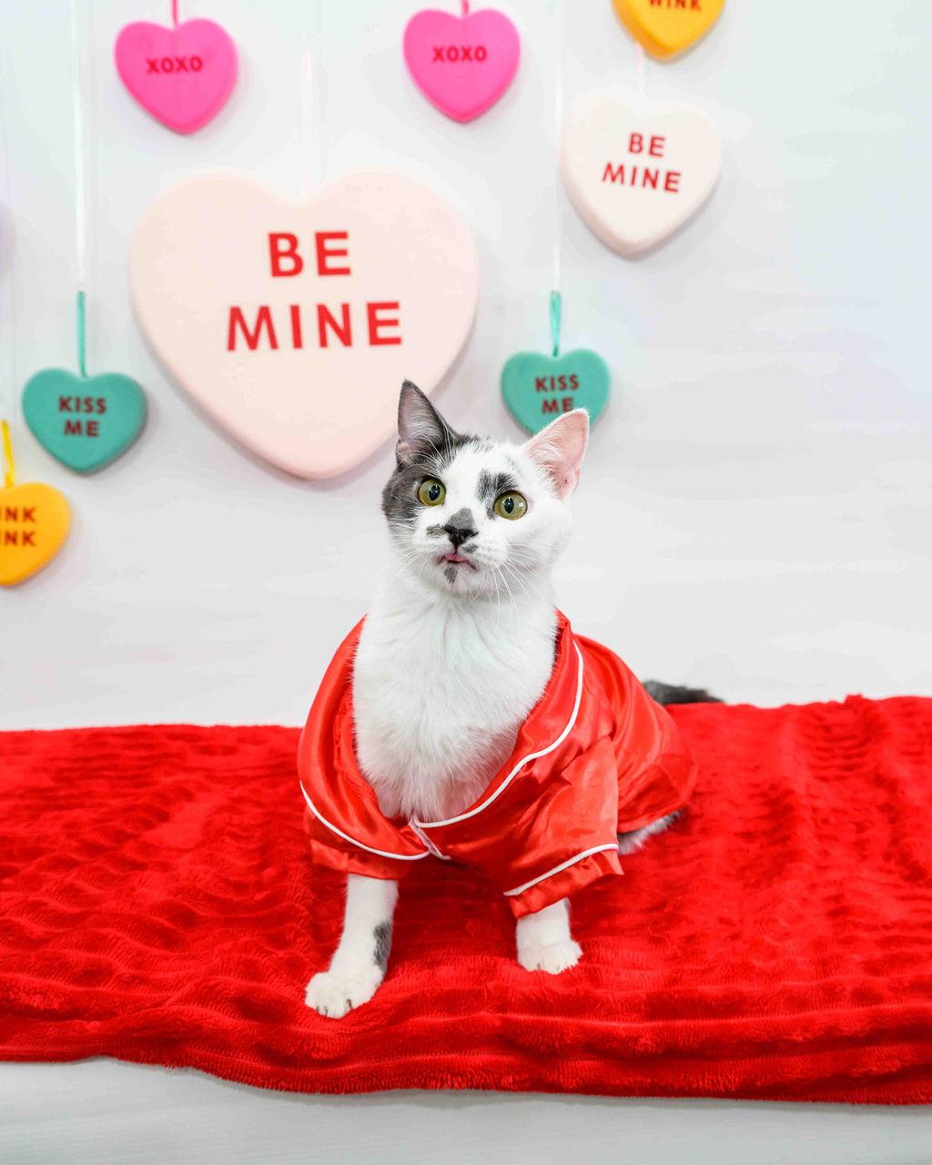 Rumble - FINISHED FIP Treatment!, Adoptable, Kitten Male Domestic Short Hair.