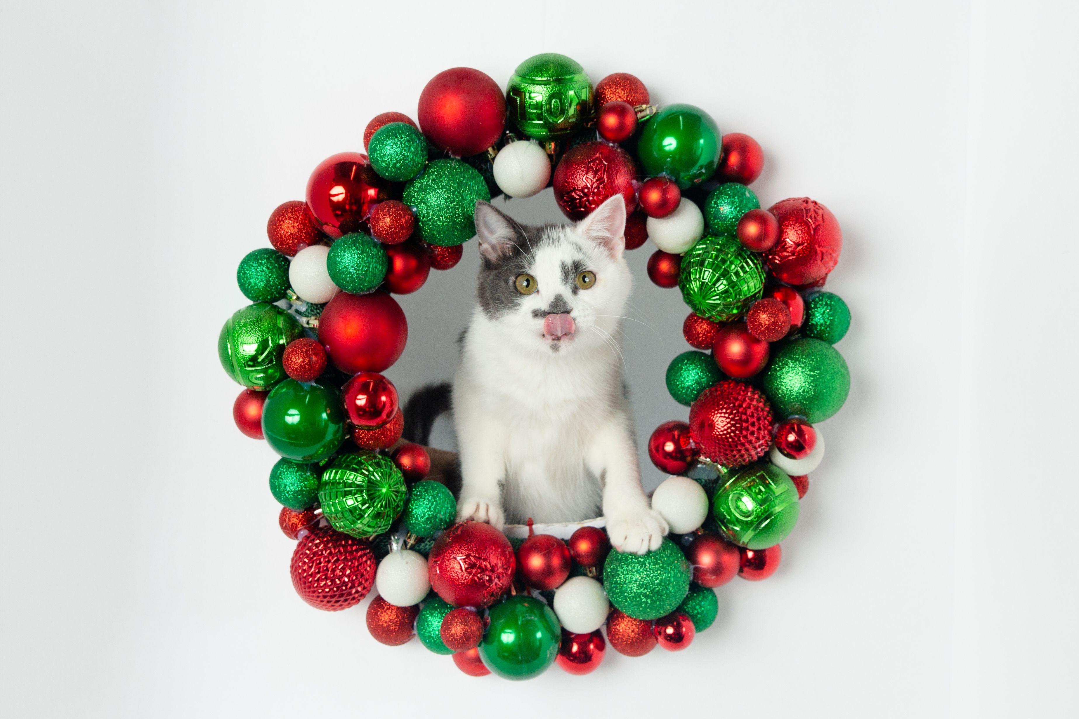 Enlarge Rumble - FINISHED FIP Treatment!, a Adoptable Domestic Short Hair in Jefferson, LA image 5/6