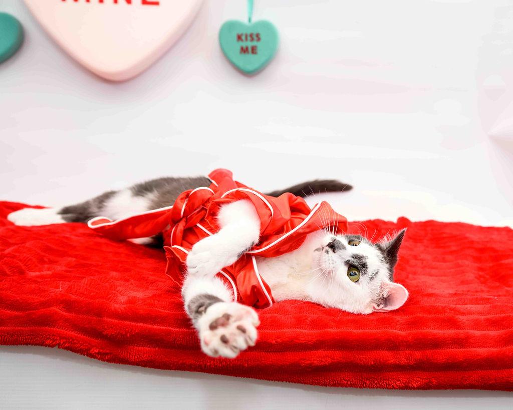 Enlarge Rumble - FINISHED FIP Treatment!, a Adoptable Domestic Short Hair in Jefferson, LA image 2/6