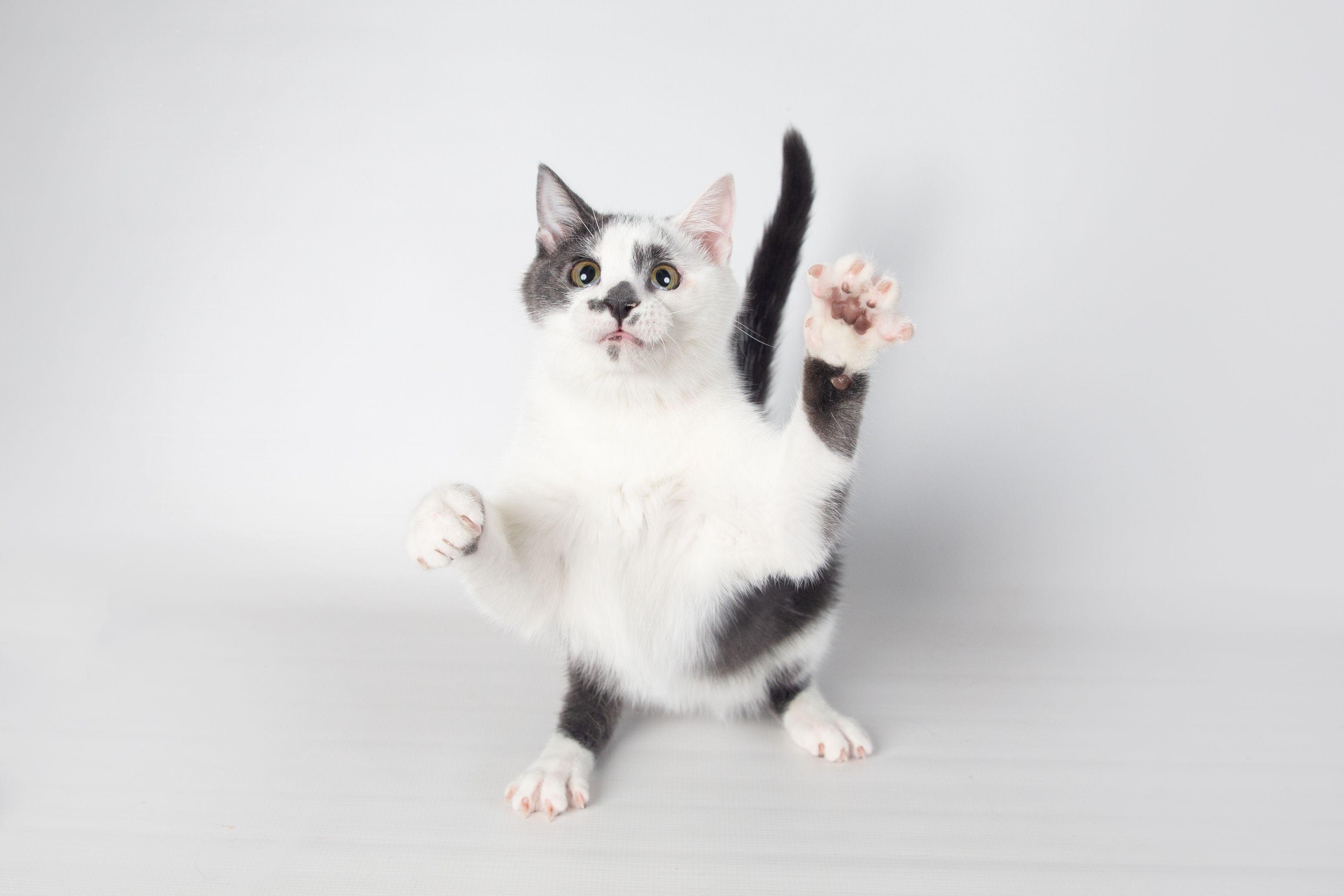 Enlarge Rumble - FINISHED FIP Treatment!, a Adoptable Domestic Short Hair in Jefferson, LA image 4/6