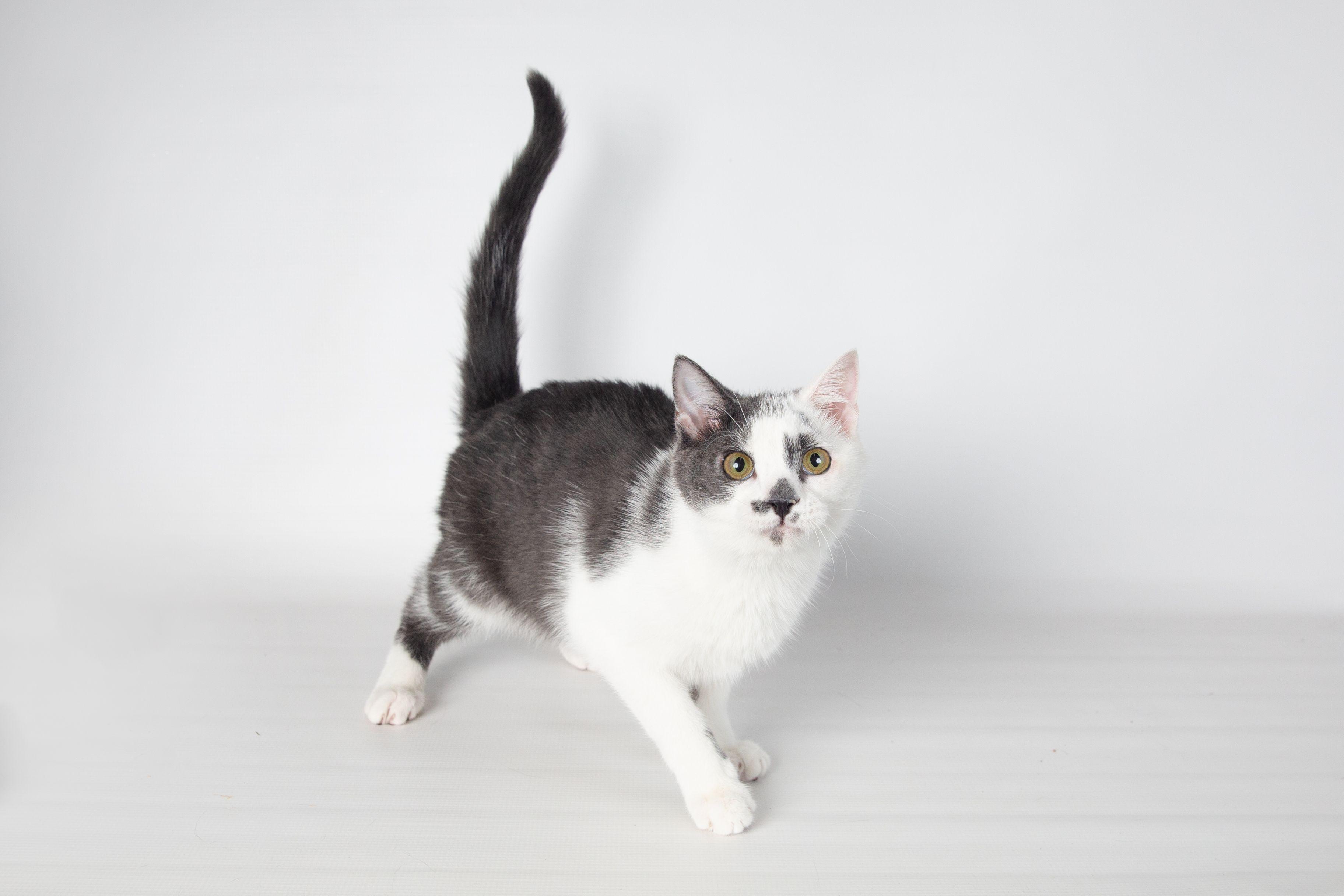 Enlarge Rumble - FINISHED FIP Treatment!, a Adoptable Domestic Short Hair in Jefferson, LA image 6/6