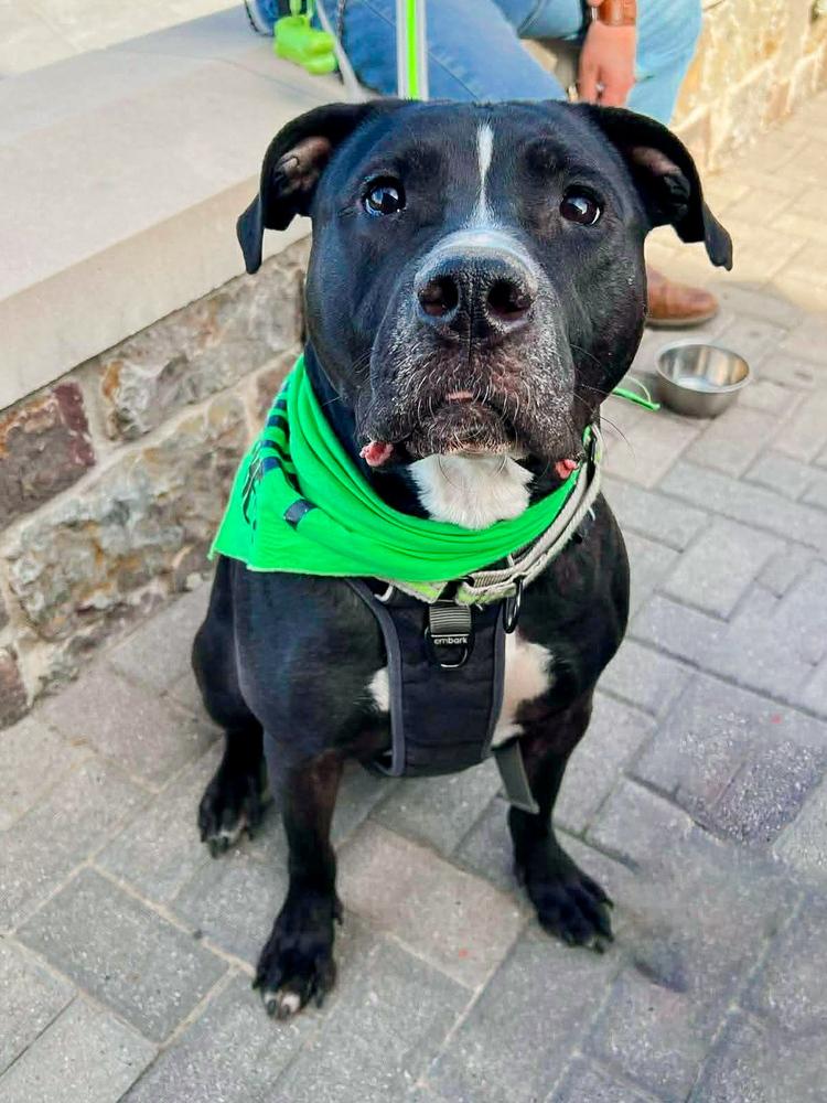 Enlarge Kobe, a Adoptable Pit Bull Terrier in Shawnee, OK image 1/6