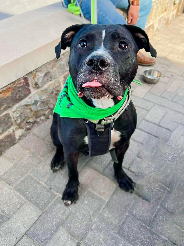 Enlarge Kobe, a Adoptable Pit Bull Terrier in Shawnee, OK image 2/6