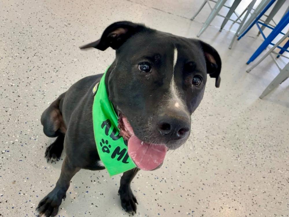 Enlarge Kobe, a Adoptable Pit Bull Terrier in Shawnee, OK image 3/6