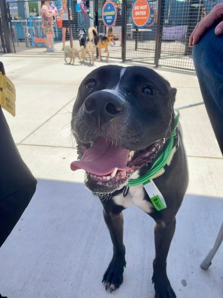 Enlarge Kobe, a Adoptable Pit Bull Terrier in Shawnee, OK image 4/6