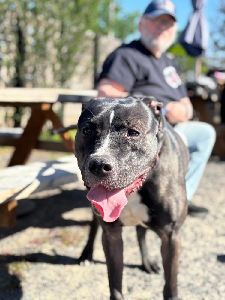 Enlarge Kobe, a Adoptable Pit Bull Terrier in Shawnee, OK image 5/6