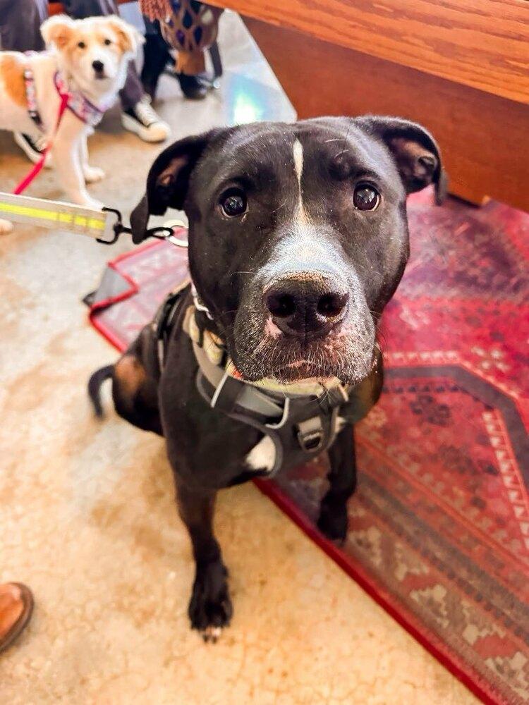 Enlarge Kobe, a Adoptable Pit Bull Terrier in Shawnee, OK image 4/5