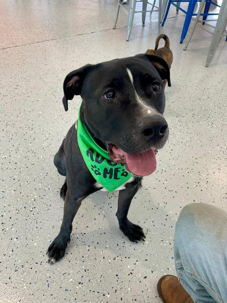 Enlarge Kobe, a Adoptable Pit Bull Terrier in Shawnee, OK image 6/6