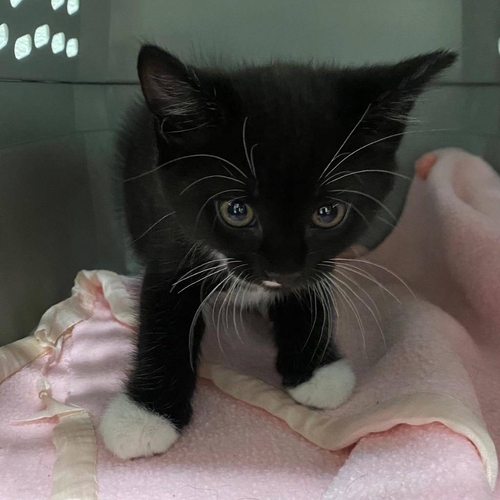 Pamela Isley, Adoptable, Kitten Female Domestic Short Hair.