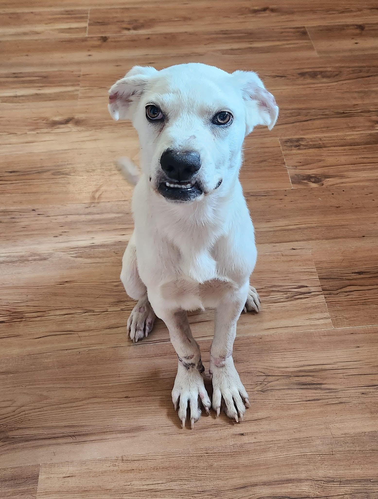 Enlarge Eric Northman, a Adoptable mixed breed in Oxford , MS image 3/3