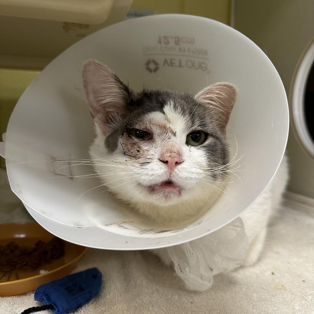 Enlarge Palomar Knot, a Adoptable Domestic Short Hair in West Olive, MI image 1/5