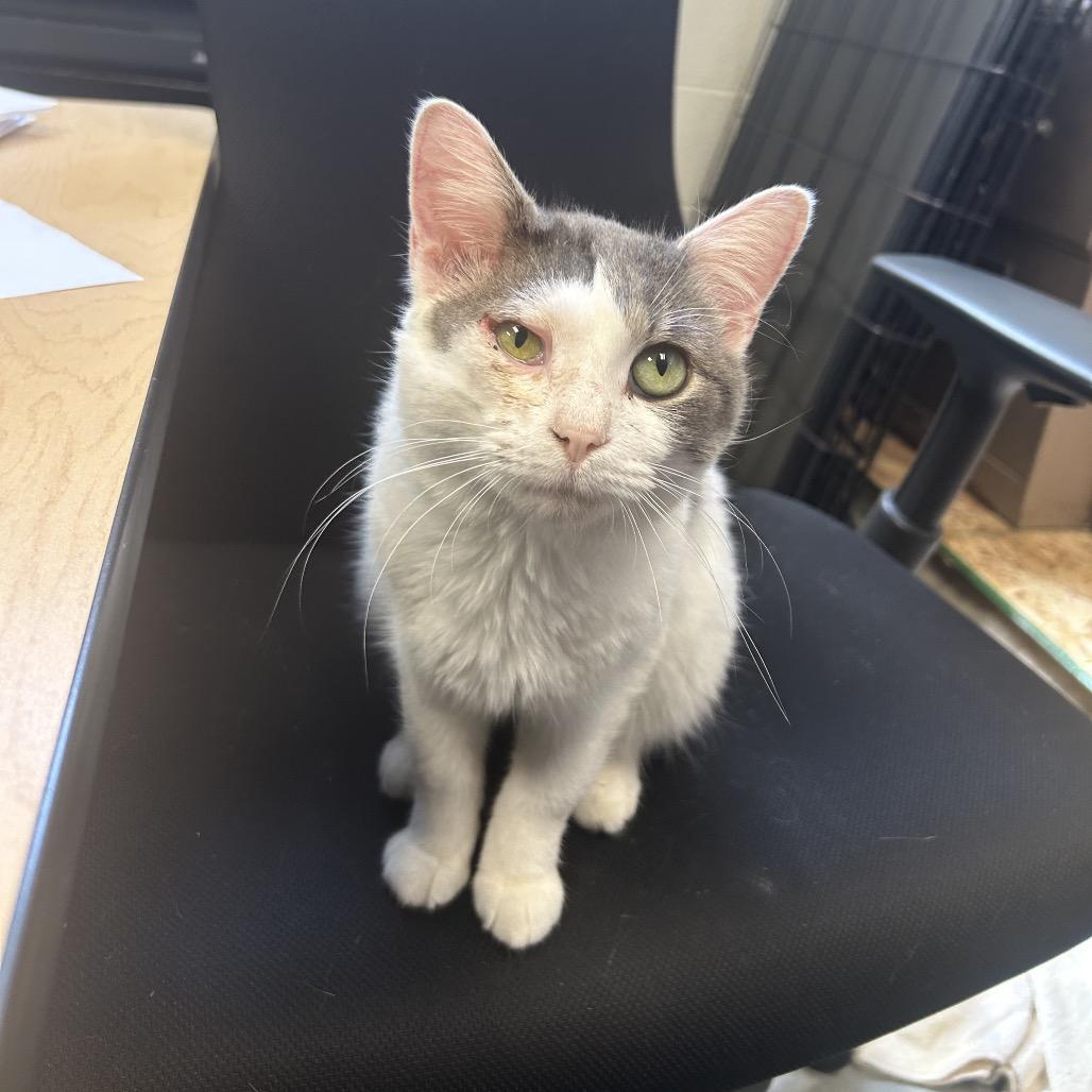 Enlarge Palomar Knot, a Adoptable Domestic Short Hair in West Olive, MI image 2/5