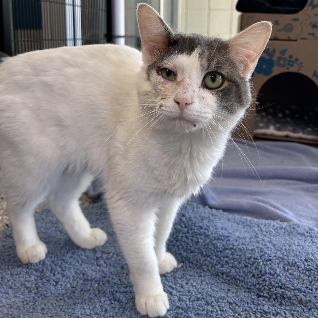 Enlarge Palomar Knot, a Adoptable Domestic Short Hair in West Olive, MI image 3/5