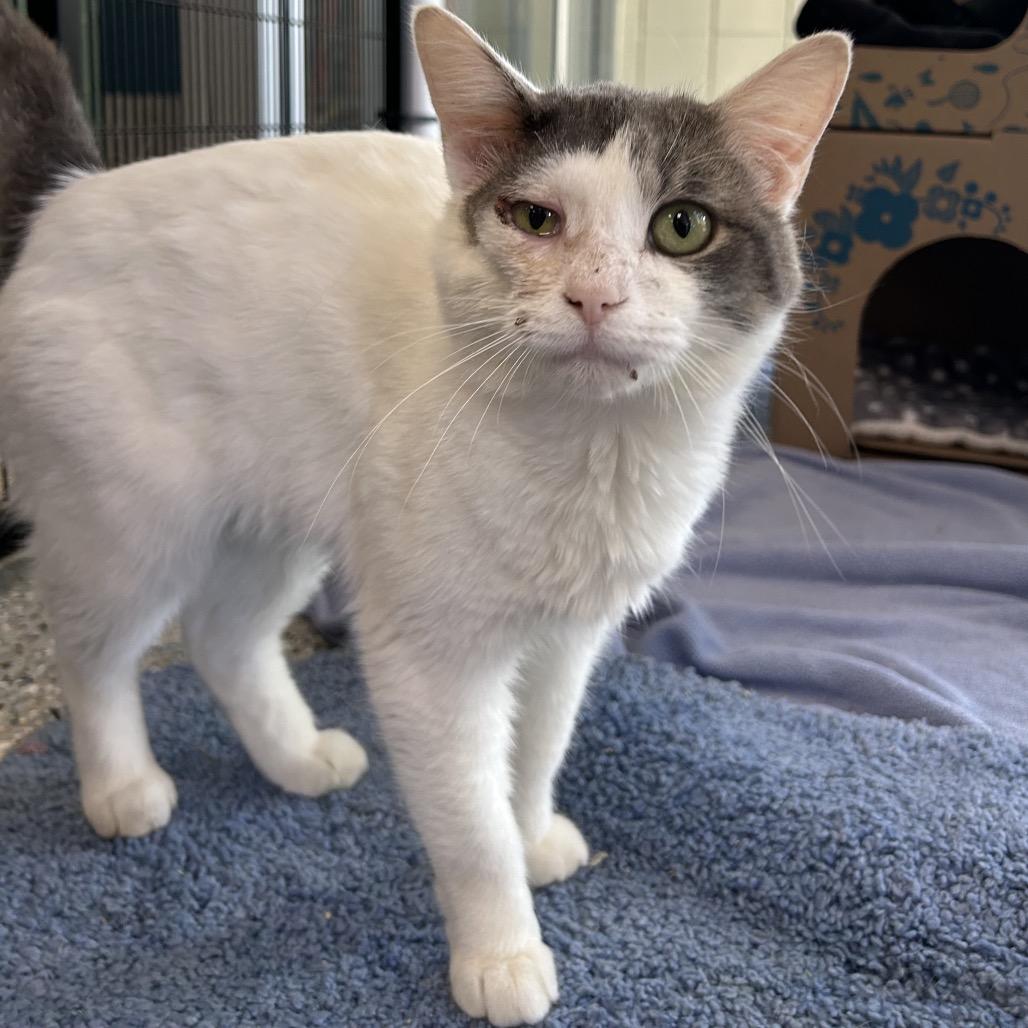 Enlarge Palomar Knot, a Adoptable Domestic Short Hair in West Olive, MI image 4/5