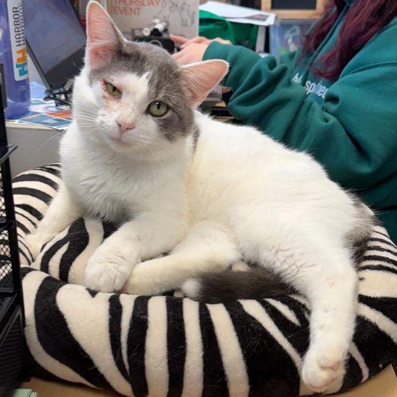 Enlarge Palomar Knot, a Adoptable Domestic Short Hair in West Olive, MI image 5/5