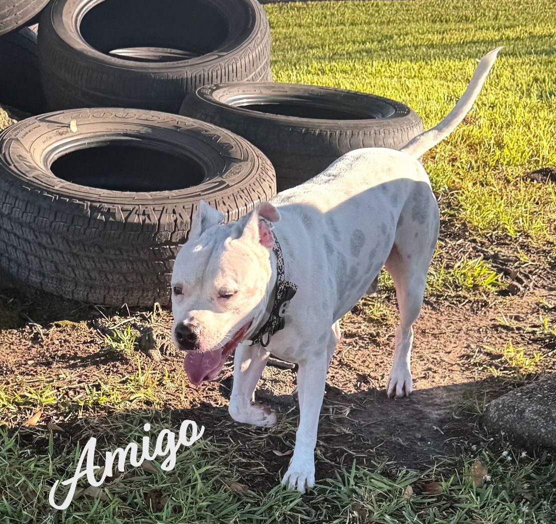 Enlarge Amigo #canine-marshmallow, a Adoptable mixed breed in Houston, TX image 1/4