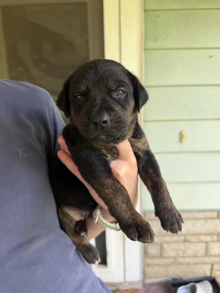 Clover, Adoptable, Puppy Male Labrador Retriever & Mixed Breed.