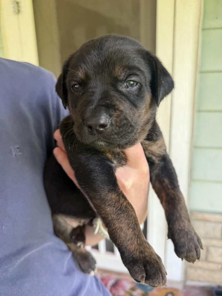 Enlarge Clover, a Adoptable mixed breed in Warr Acres, OK image 2/4