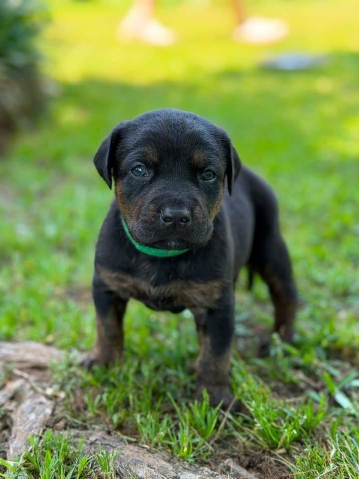 Enlarge Clover, a Adoptable mixed breed in Warr Acres, OK image 3/4