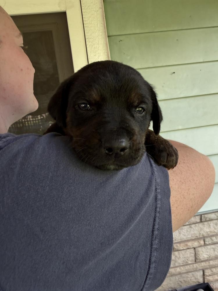 Enlarge Clover, a Adoptable mixed breed in Warr Acres, OK image 4/4