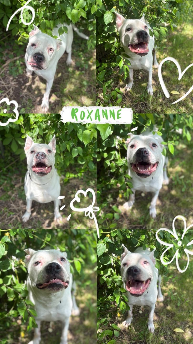 Enlarge Roxanne, a Adoptable mixed breed in Huntington, WV image 4/4