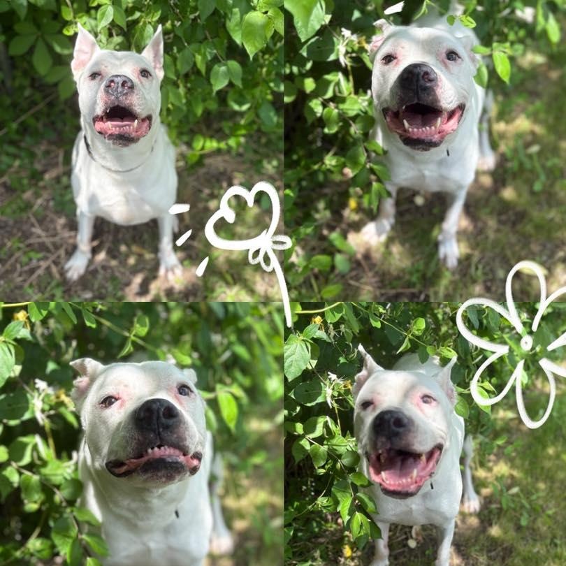 Enlarge Roxanne, a Adoptable mixed breed in Huntington, WV image 1/4