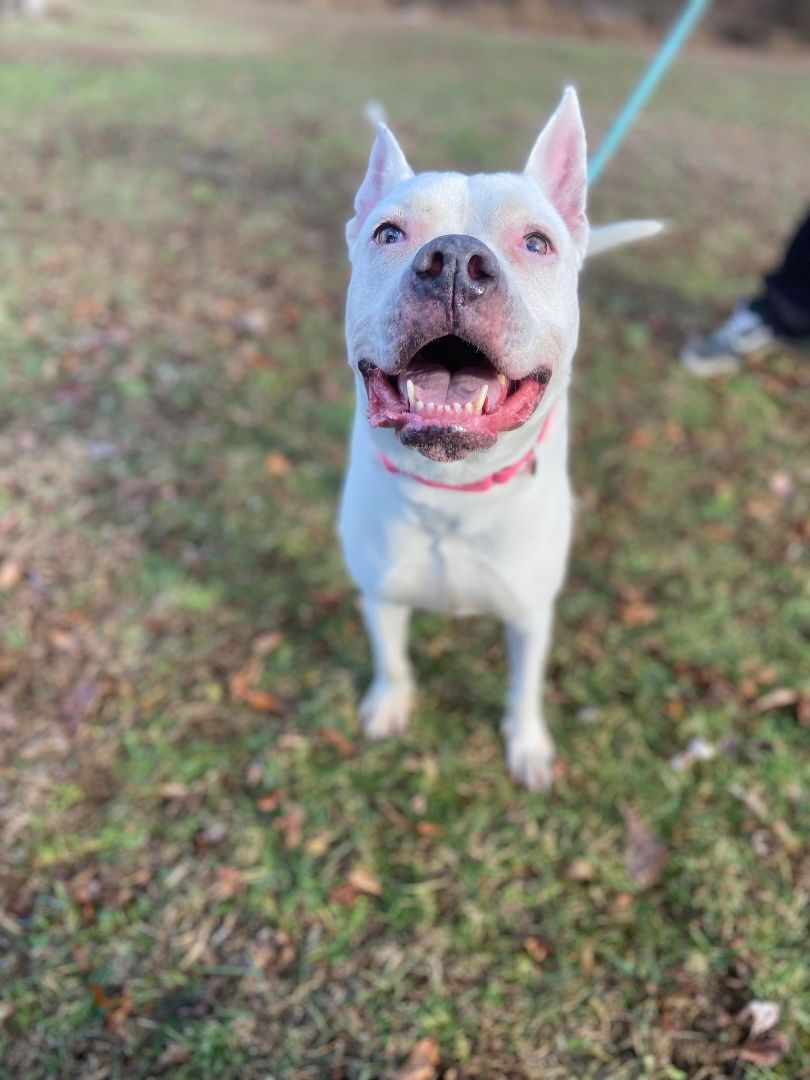 Enlarge Roxanne, a Adoptable mixed breed in Huntington, WV image 2/4