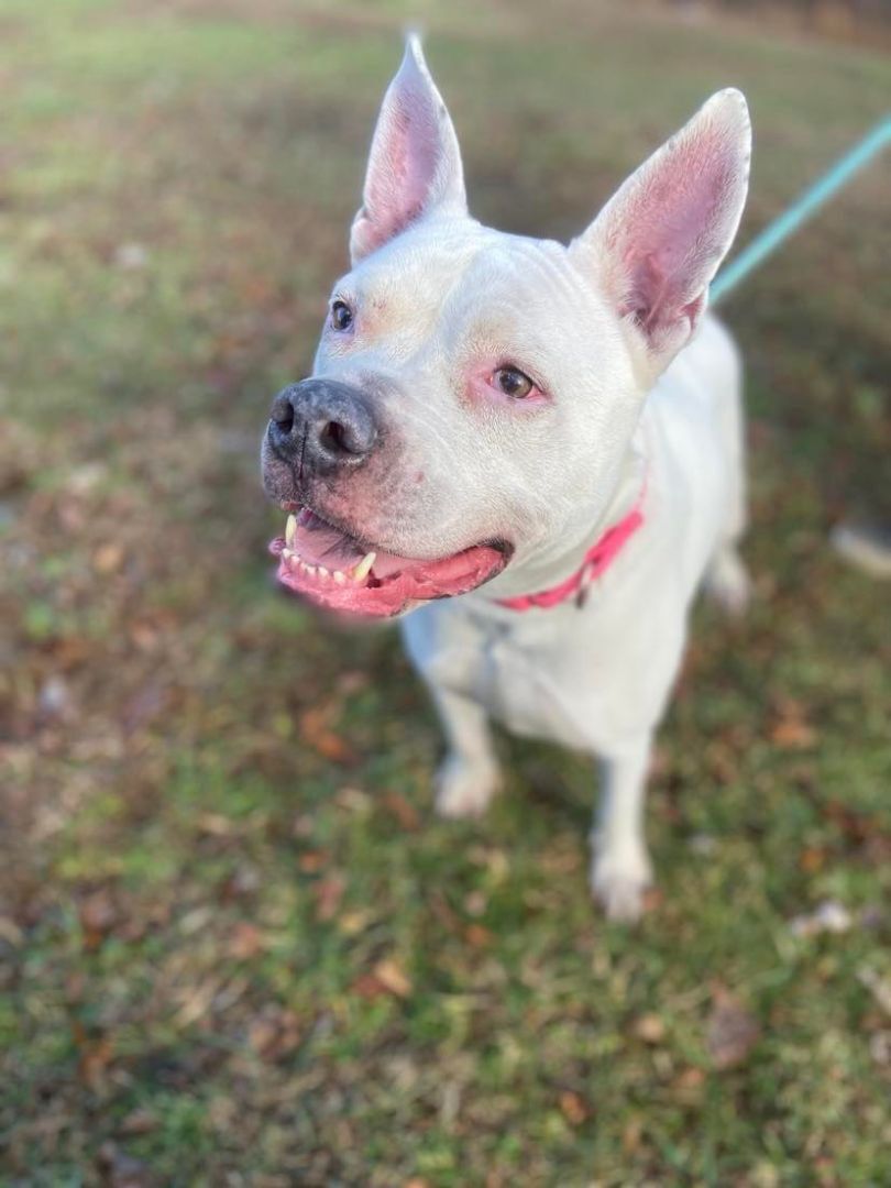 Enlarge Roxanne, a Adoptable mixed breed in Huntington, WV image 3/4