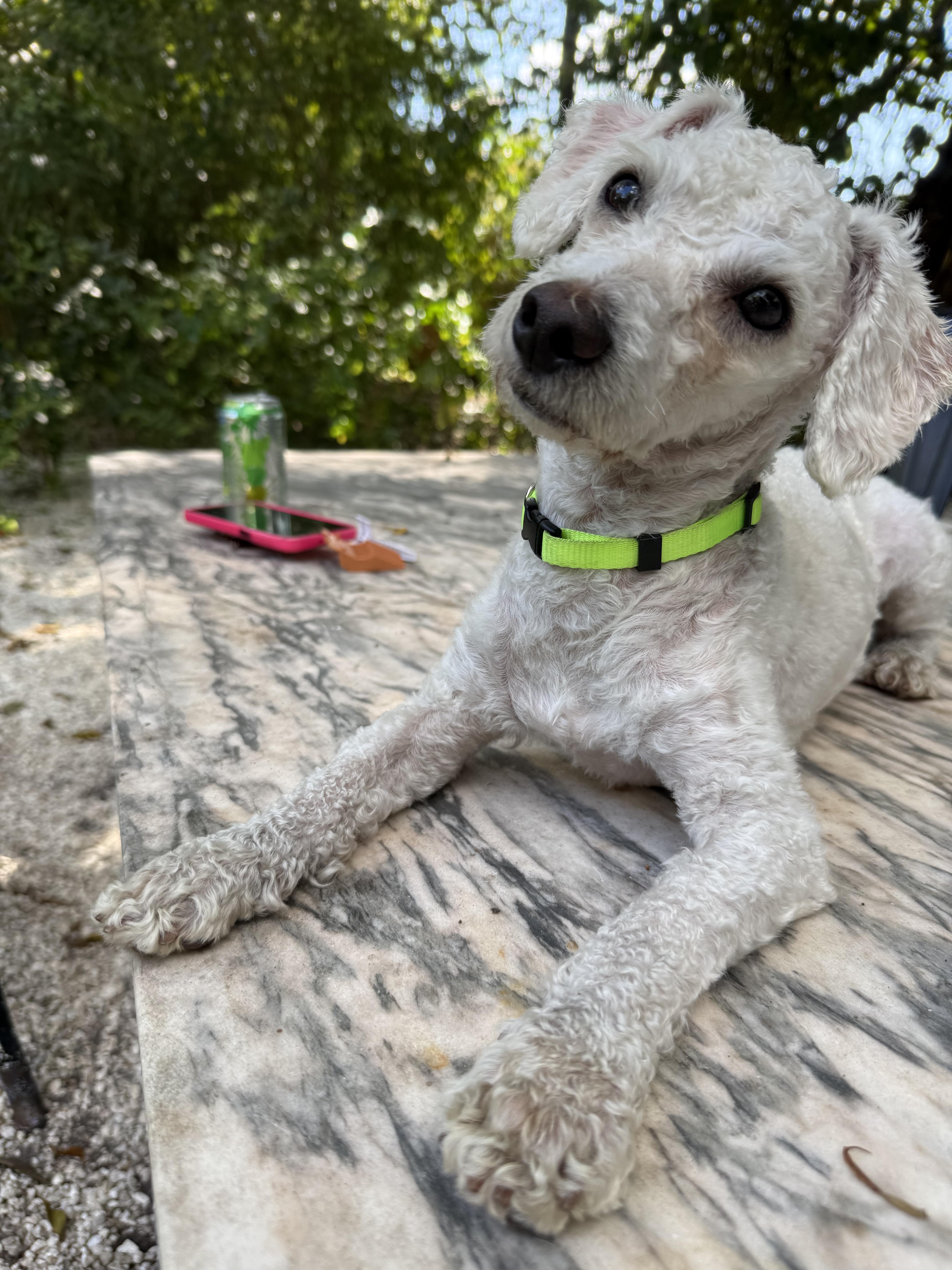 Sammy, ADOPTABLE, Young Male Poodle & Maltese.