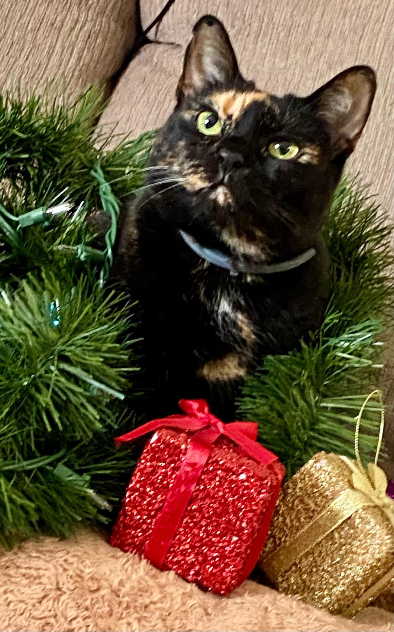 Enlarge Luna, a Adoptable mixed breed in Blacksburg, VA image 4/4