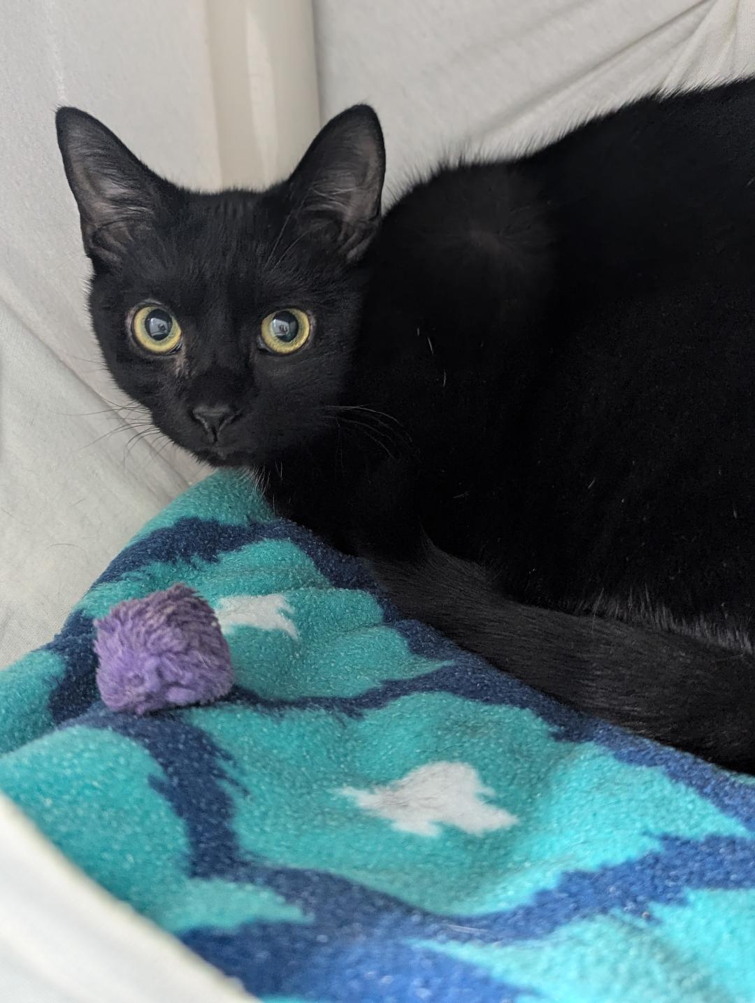 Enlarge Fritz, an adopted Domestic Short Hair in Mount Vernon, OH image 1/1