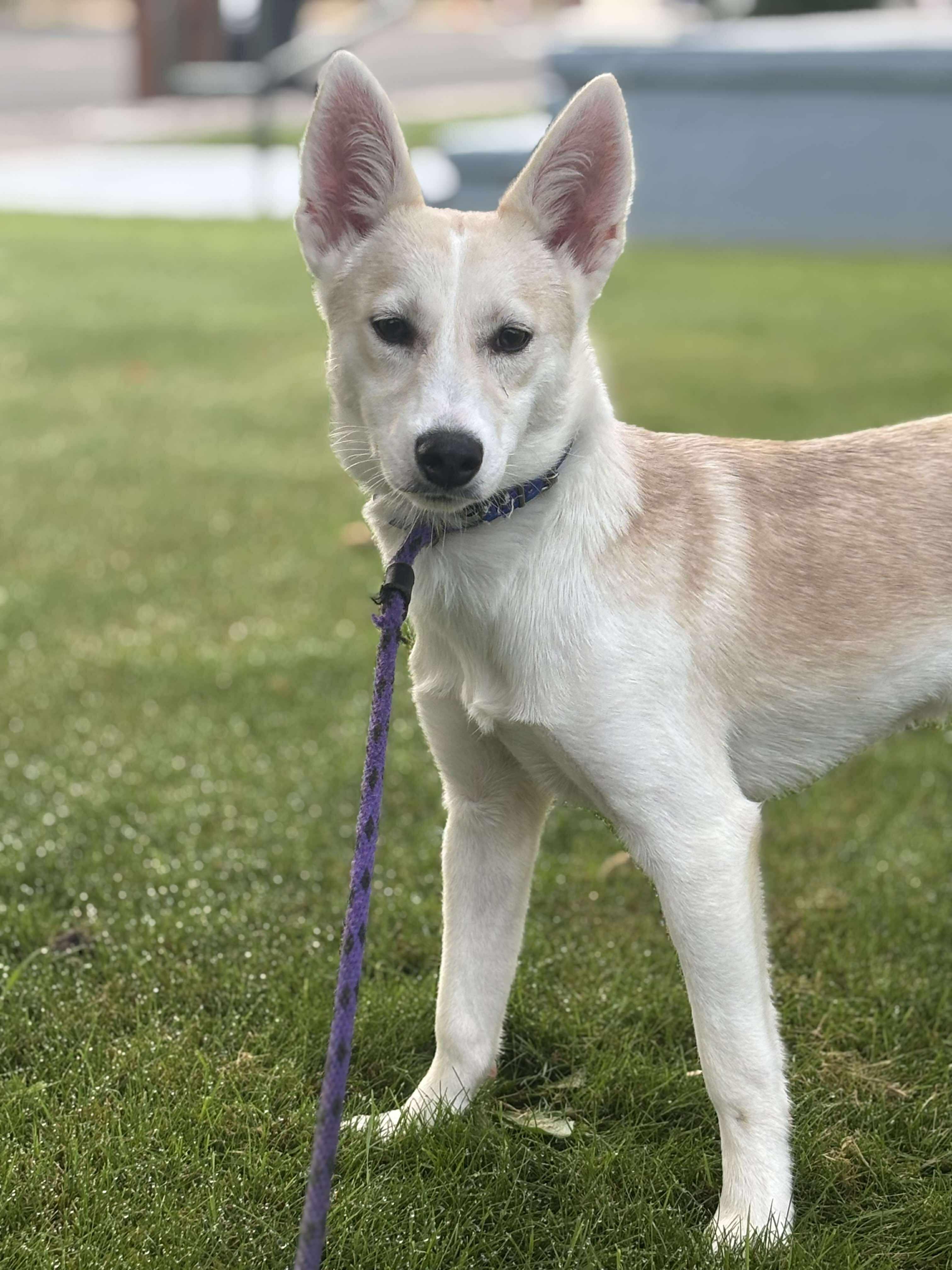 Samewise Gamgee, Adoptable, Puppy Male Shiba Inu.
