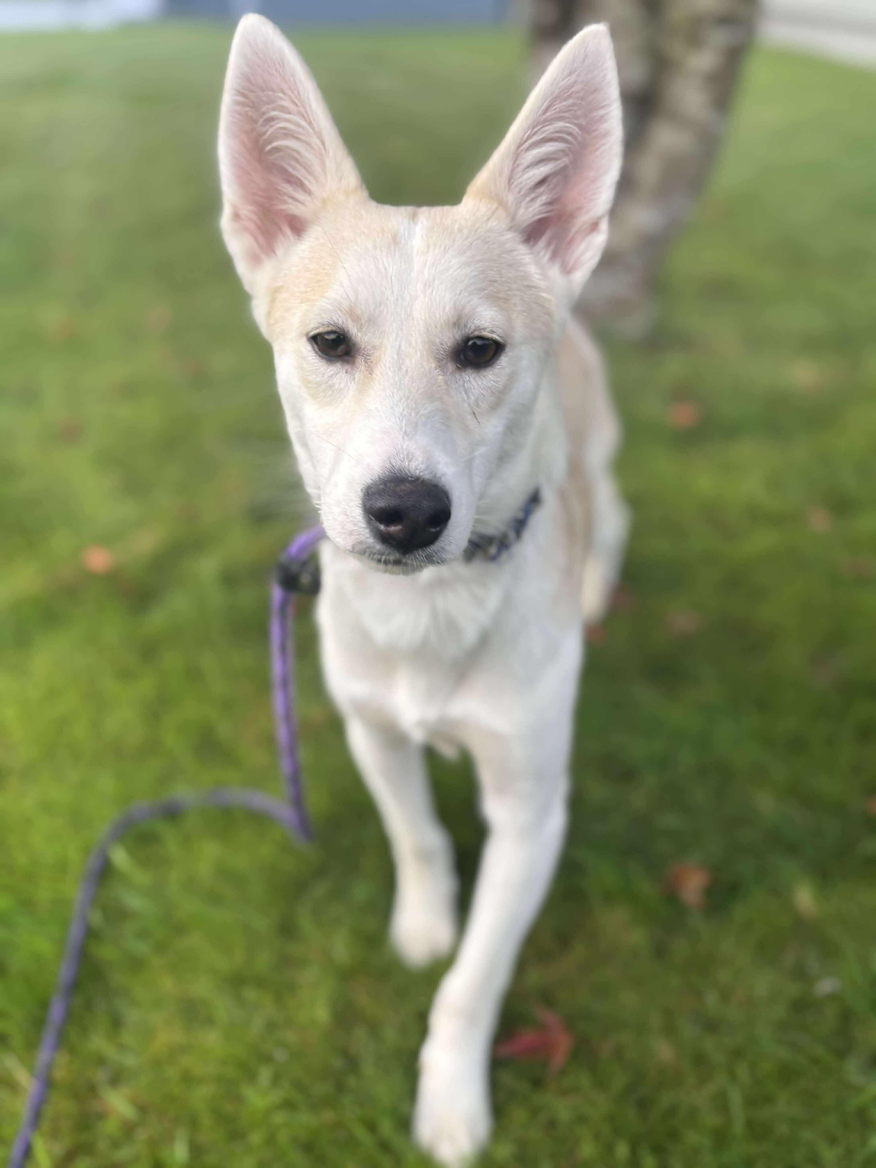 Samewise Gamgee, a Adoptable mixed breed in Tacoma, WA image 2/6