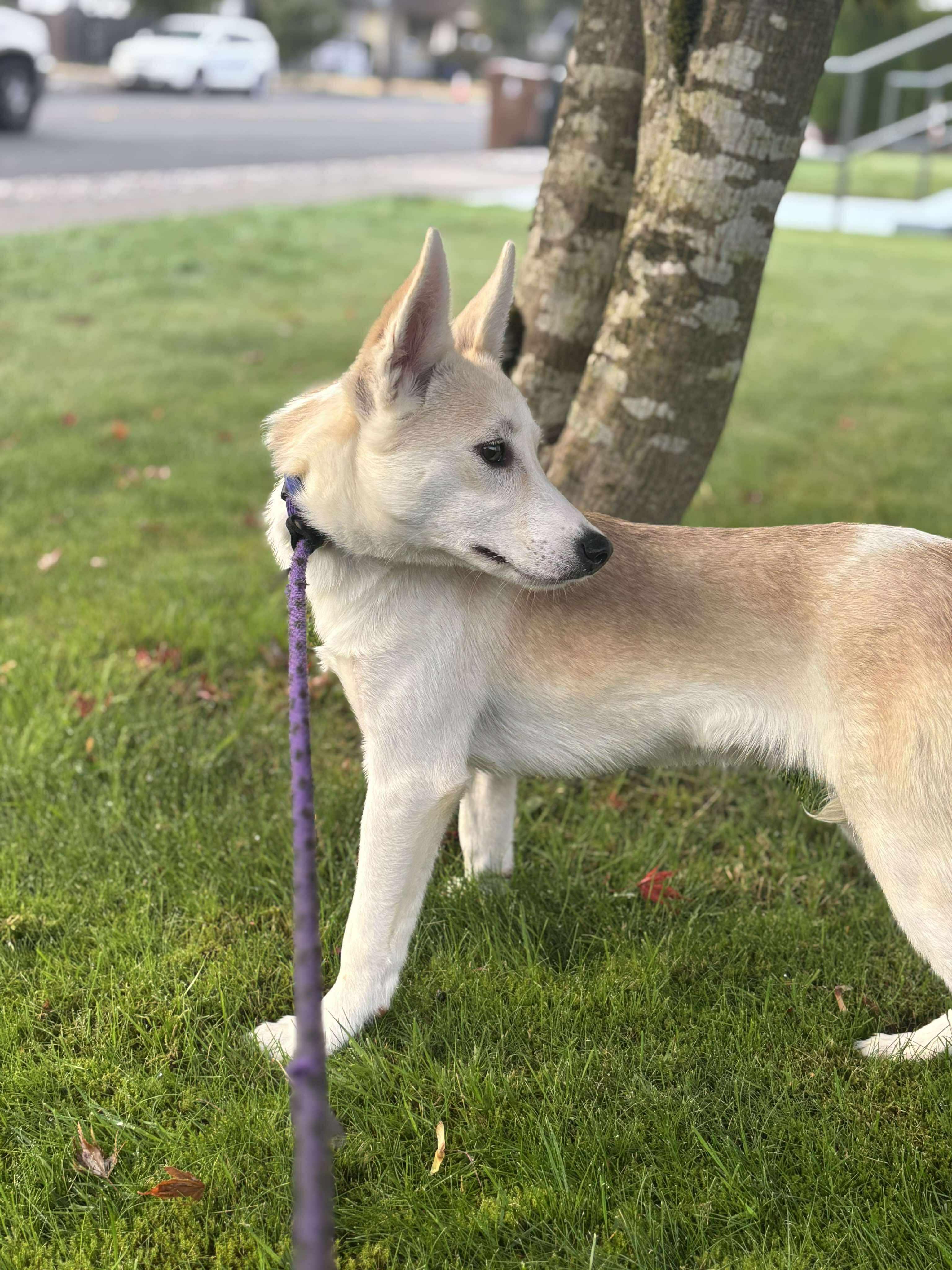 Samewise Gamgee, a Adoptable mixed breed in Tacoma, WA image 3/6