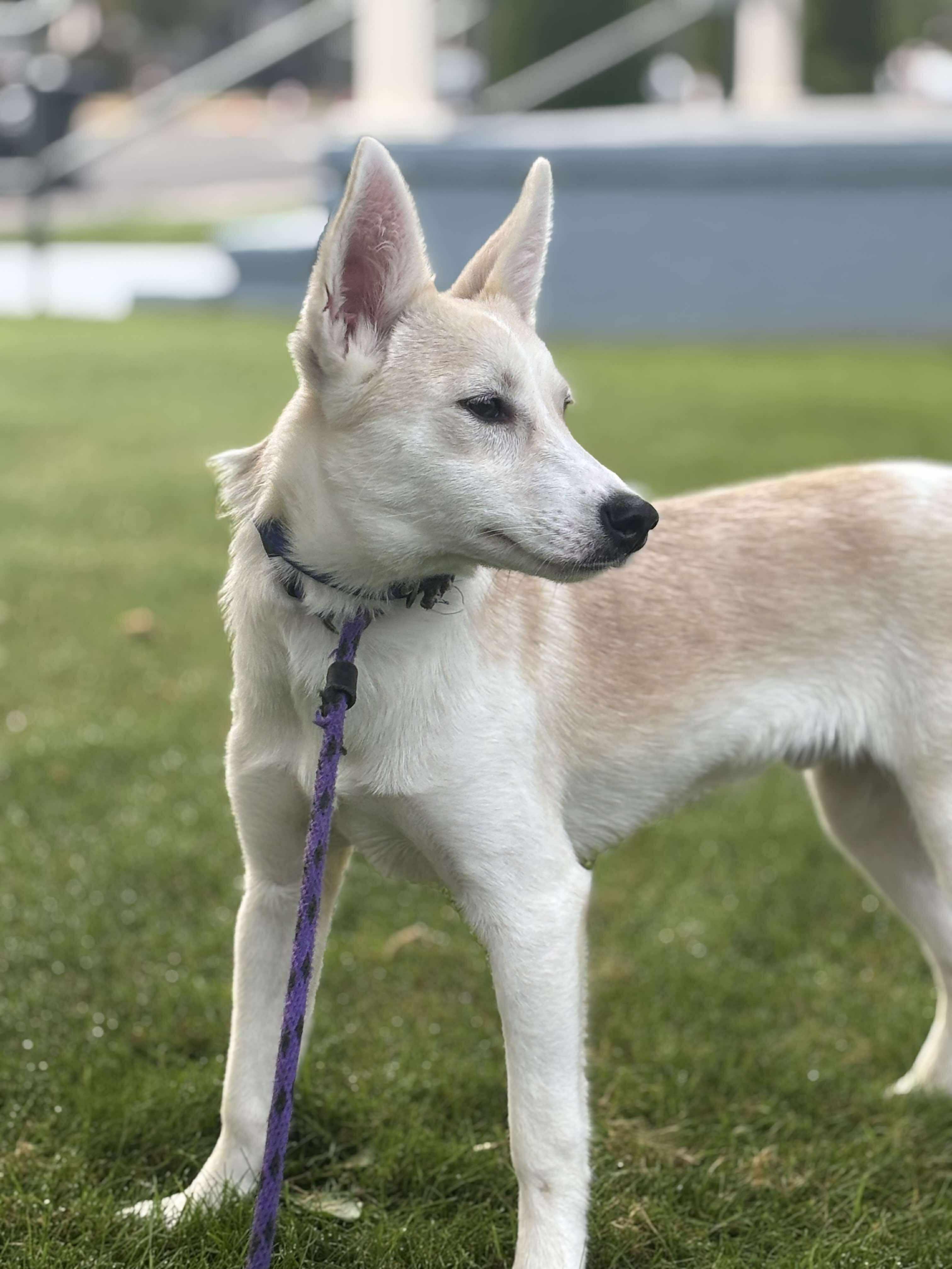 Samewise Gamgee, a Adoptable mixed breed in Tacoma, WA image 4/6
