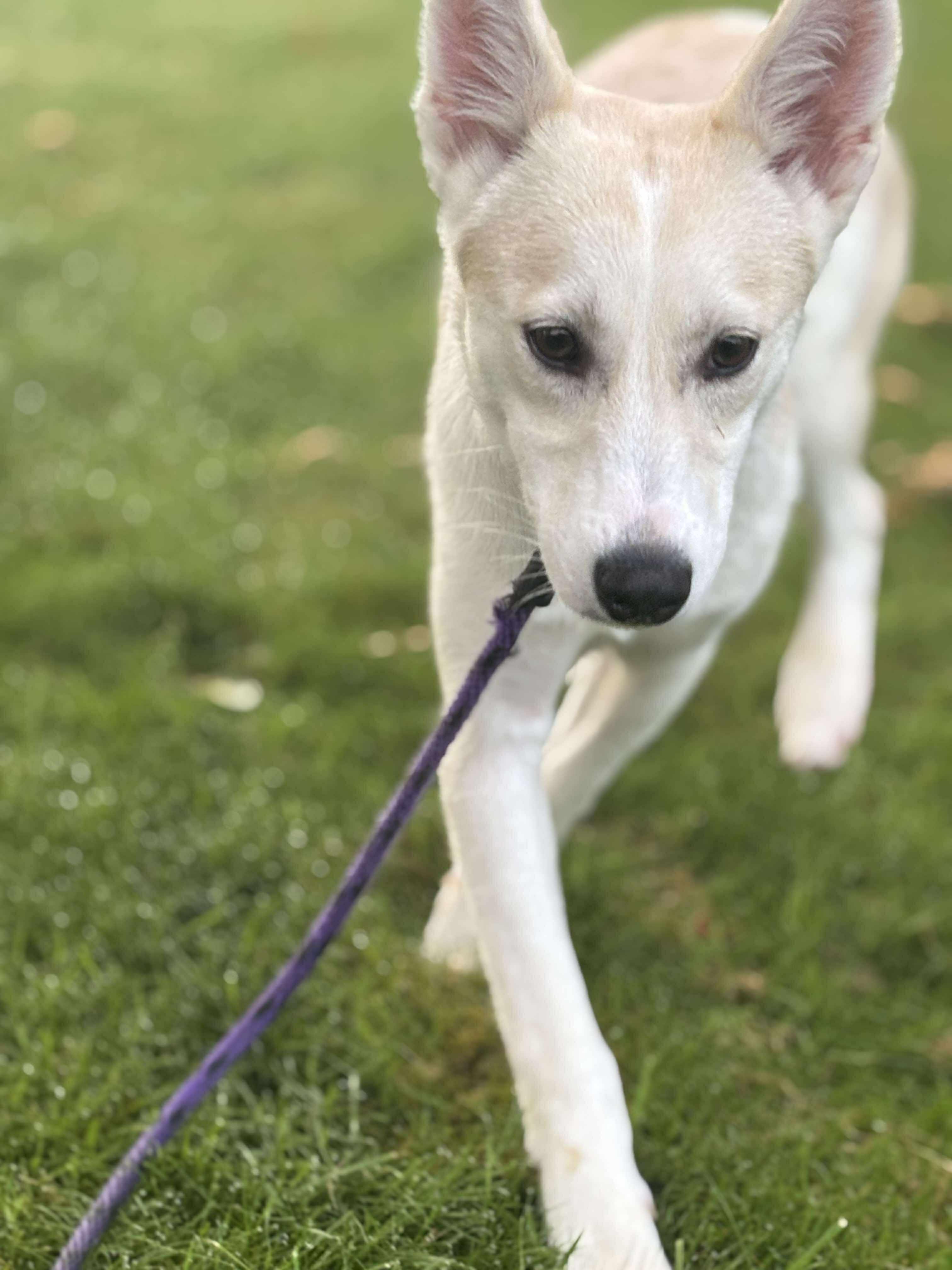 Samewise Gamgee, a Adoptable mixed breed in Tacoma, WA image 5/6