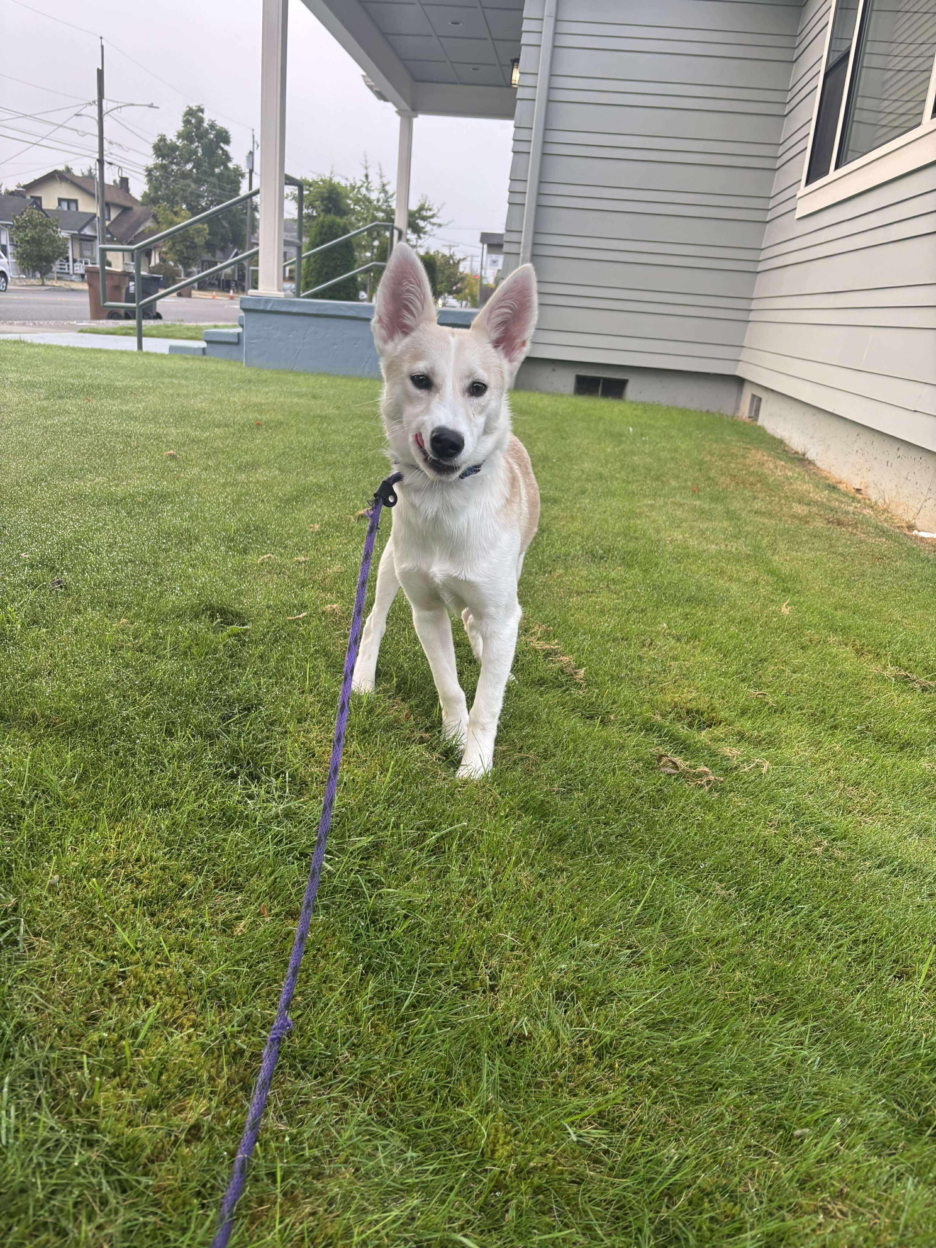 Samewise Gamgee, a Adoptable mixed breed in Tacoma, WA image 6/6