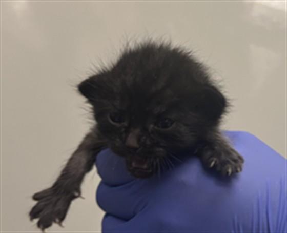 IN FOSTER, Adoptable, Young Female Domestic Short Hair.