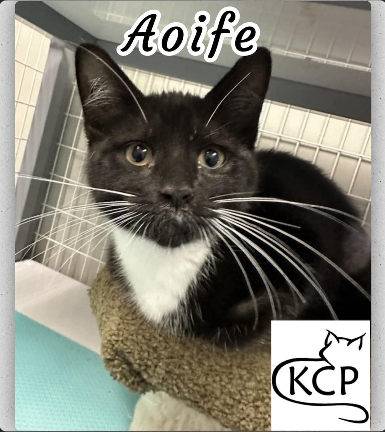 Aoife, an adoptable Domestic Medium Hair in Courtenay, BC, V9N 7P1 | Photo Image 1