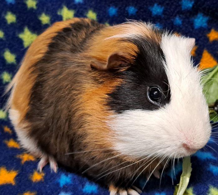 Enlarge Glenn, a ADOPTABLE Short-Haired in Steger, IL image 2/5
