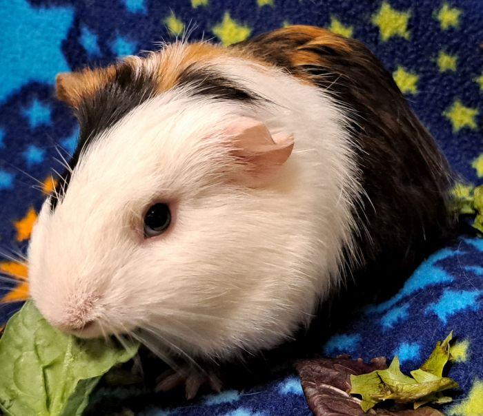 Enlarge Glenn, a ADOPTABLE Short-Haired in Steger, IL image 4/5
