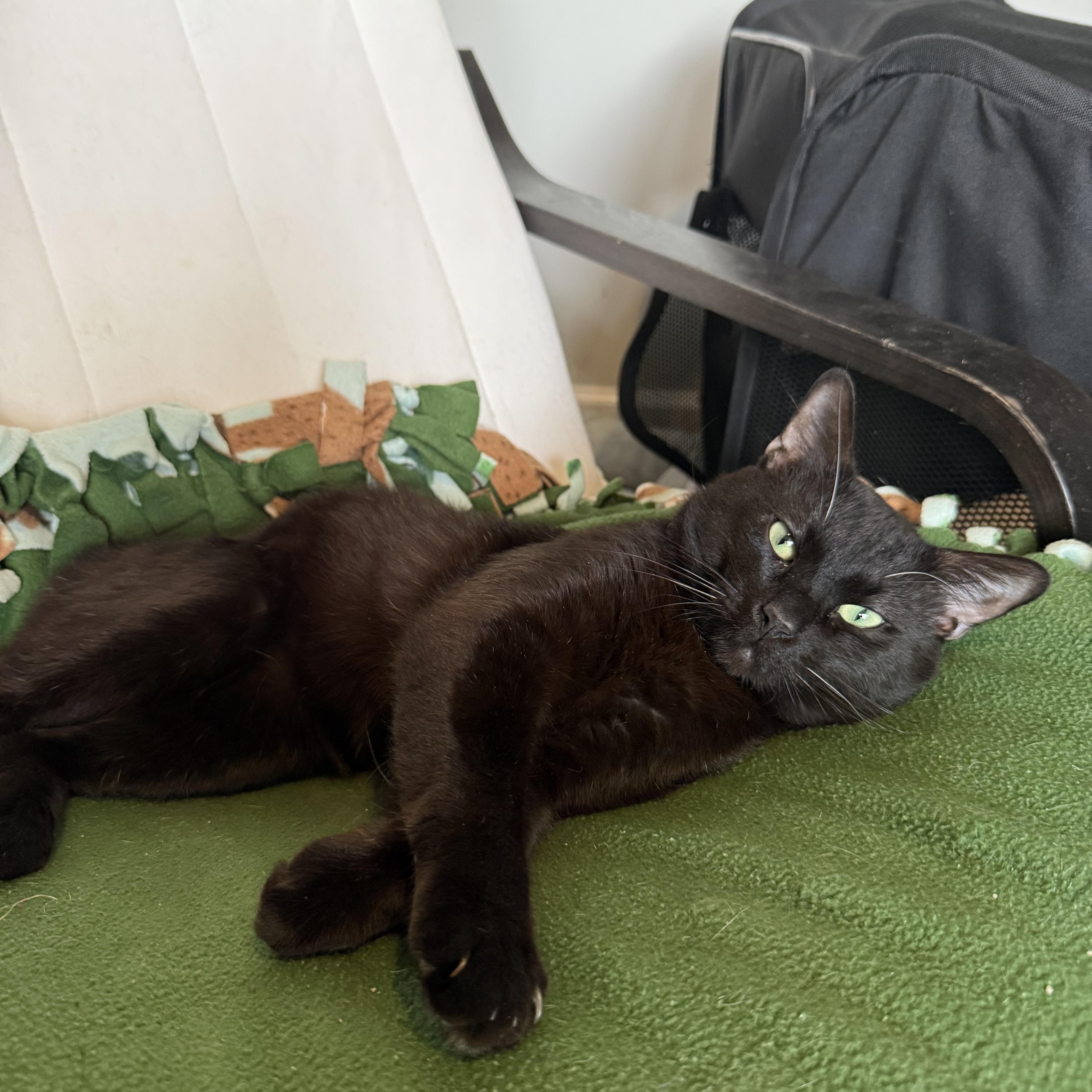 Enlarge Ronnie, a Adoptable mixed breed in Fort Oglethorpe, GA image 2/4