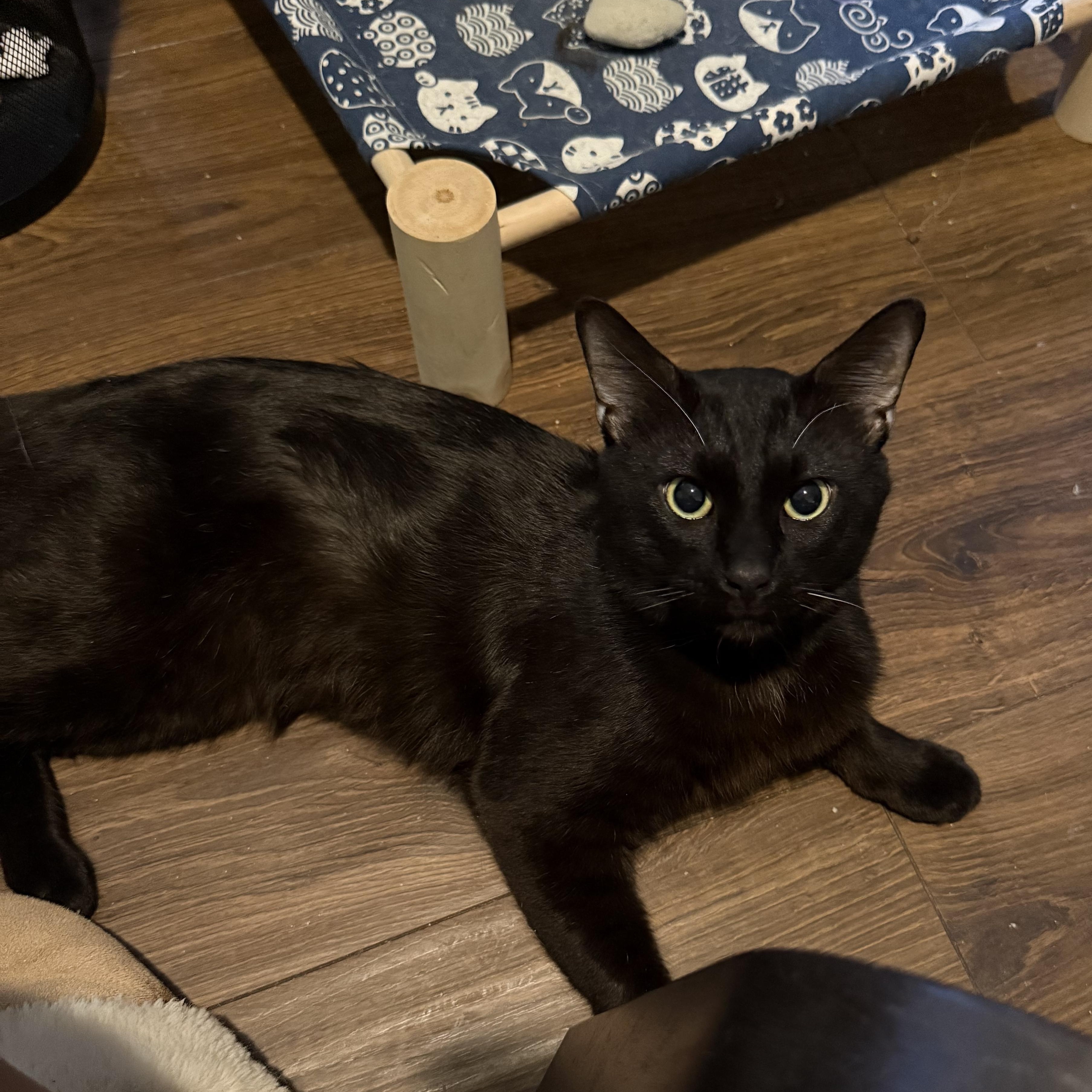 Enlarge Ronnie, a Adoptable mixed breed in Fort Oglethorpe, GA image 4/4