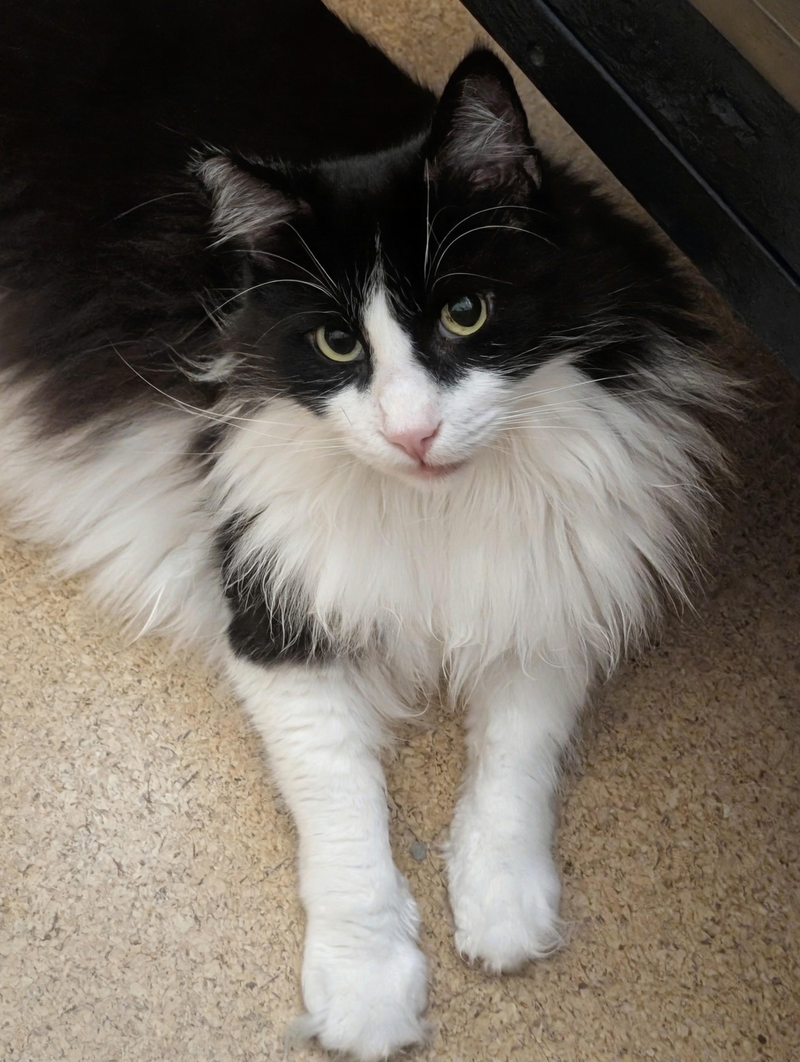 Felix, Adoptable, Young Male Domestic Long Hair & Maine Coon.